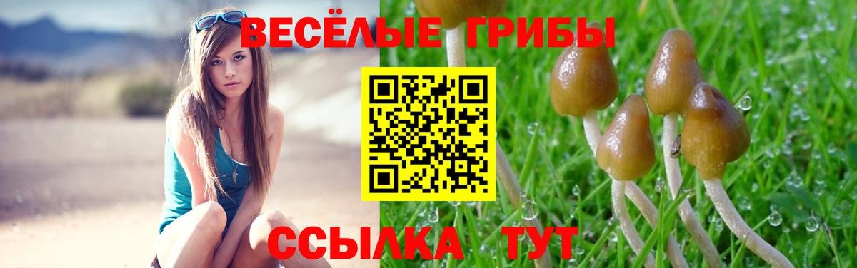 Галлюциногенные грибы Psilocybine cubensis Гусев